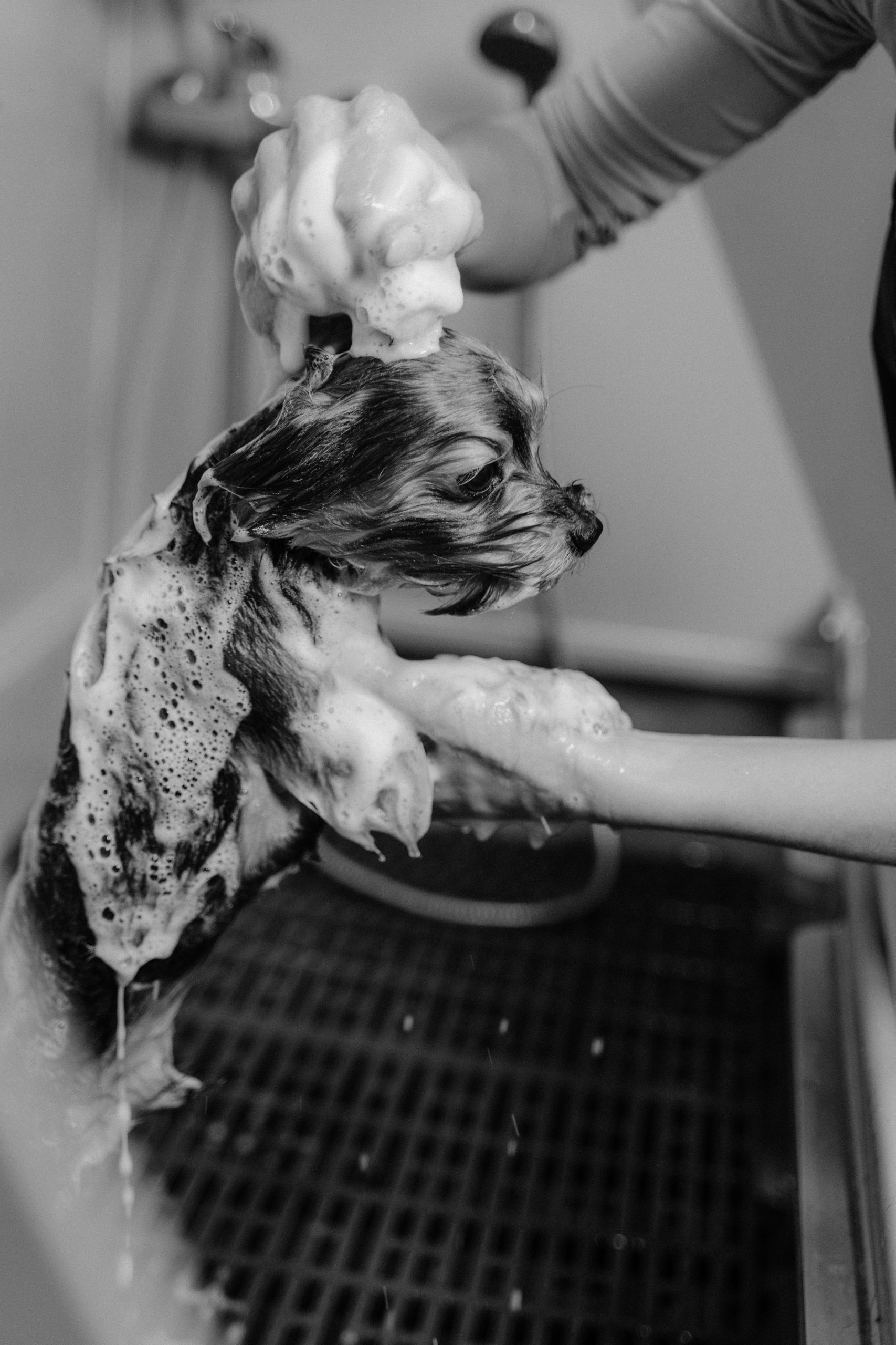 Dog Bath