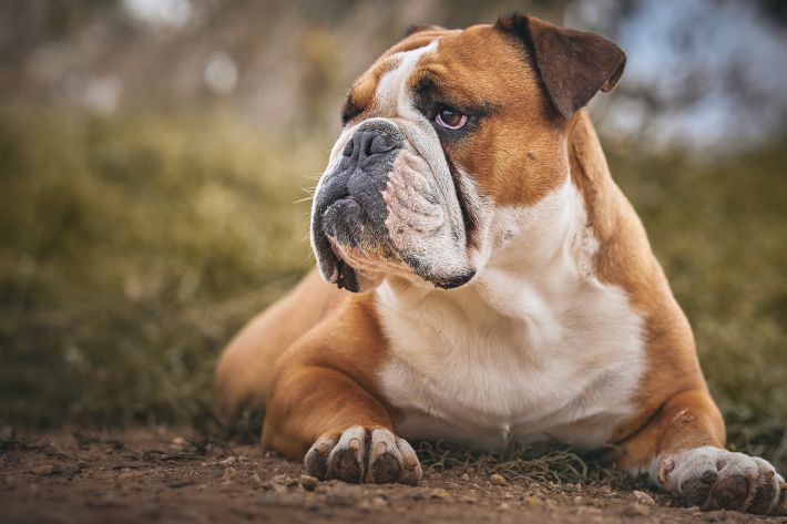 Picture of a Bulldog